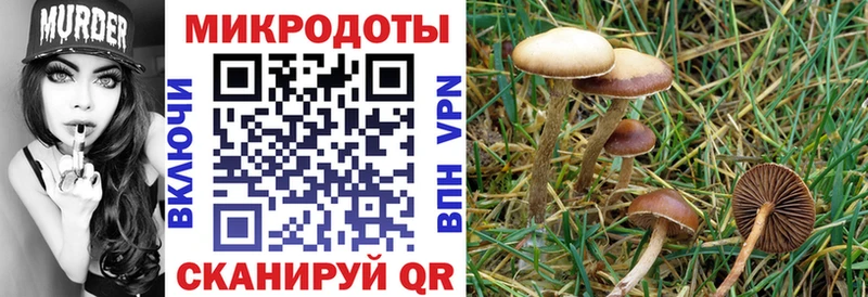 как найти закладки  Адыгейск  Псилоцибиновые грибы Cubensis 